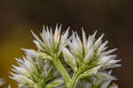 Baldwin's milkwort